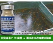 养鱼苗种期间防病生物杀菌用的em菌种